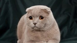 Caractéristiques des chats lilas Scottish Fold