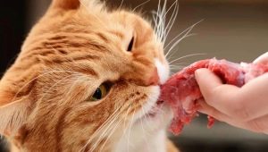 Features of natural food for cats