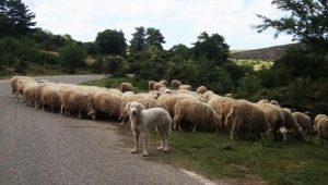 Perros de pastoreo: origen, descripción y consejos para elegir