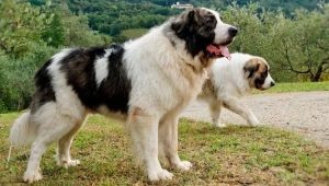 Pyreneese Mastiff: wat is dit ras en hoe moet je ervoor zorgen?