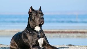 Pros and cons of the Cane Corso character