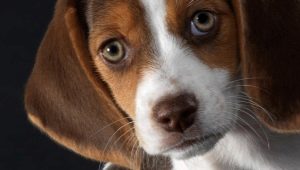 Beagle cinsinin artıları ve eksileri
