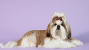 Pros and cons of the Shih Tzu breed
