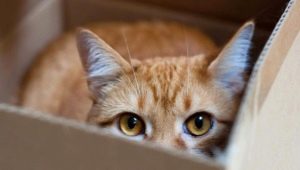 Waarom houden katten van dozen en tassen?