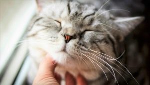 Why do cats purr and how do they do it?