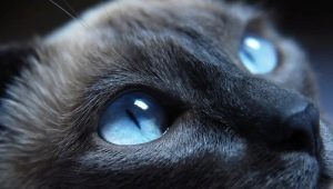 Kucing membiak dengan mata biru