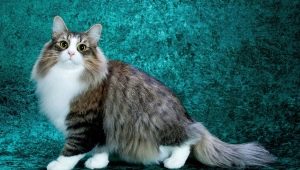 Mèo lông: giống mèo tốt nhất và các tính năng chăm sóc chúng