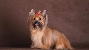 Russian salon dog: breed description and care features