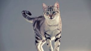 The cutest cat breeds