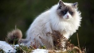 แมวสีเทาขาว: คำอธิบายลักษณะและลักษณะของพฤติกรรม