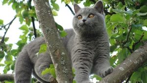 Sive mačke: karakter i suptilnosti njege