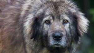 Sharplanin-herdershond: rasbeschrijving en inhoud
