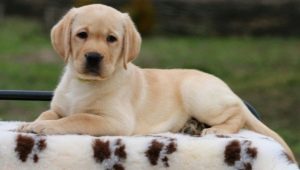 Labradoro šuniukai 2 mėn.: savybės ir turinys