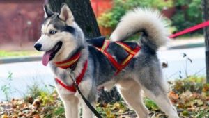 Husky harnesses and collars: types and choices