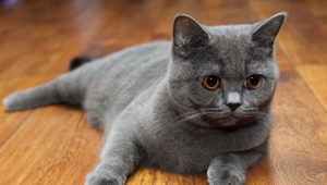 Scottish straight cats: breed description, color types and content