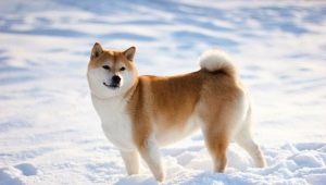 Shiba Inu: description of the breed, nature and content