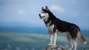 Husky siberiano: la historia de la raza, ¿cómo son los perros y cómo cuidarlos?