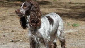 How many years do Russian spaniels live and what does it depend on?