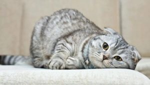 Hoe lang leven Scottish Fold-katten en waar hangt het van af?