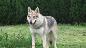 Anjing yang kelihatan seperti serigala: penerangan tentang baka