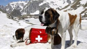 Anjing penyelamat: pelbagai baka, ciri latihan