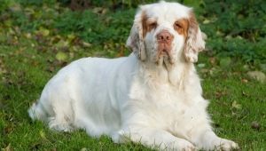 Clumber spaniel: what does it look like and how to care for it?