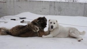 Paghahambing ng Alabaev at Caucasian Shepherd Dogs
