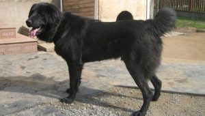 Anjing gembala Tuvan: penerangan tentang baka dan keanehan memelihara anjing