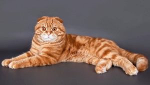 La apariencia, el carácter y el contenido de los gatos escoceses rojos.