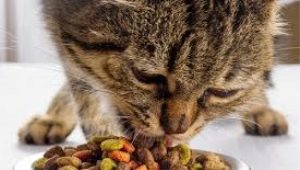 Vai sausā kaķu barība ir kaitīga vai nē?