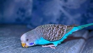 Tutto quello che c'è da sapere sui pappagallini blu