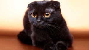 Всичко за черните гънки котки