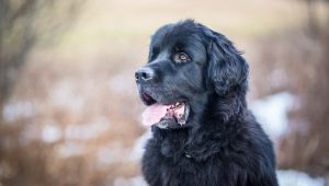 All about the Newfoundland dog breed