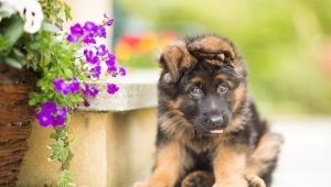 Semua Tentang Anak Anjing Gembala Jerman Pada 3 Bulan