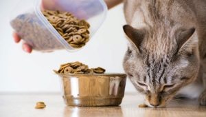 Tất cả về thức ăn khô cho mèo và mèo