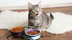 Επιλέγοντας την πιο ποιοτική τροφή για γάτες