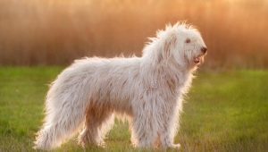 Anjing Gembala Rusia Selatan: piawaian dan kandungan baka