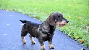 Wire-haired dachshunds: mga uri, kalikasan at katangian ng pangangalaga