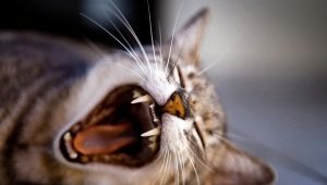 Cat teeth: number, structure and care for them