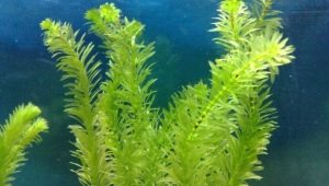 Akvarijska biljka Elodea: kako održavati i njegovati?