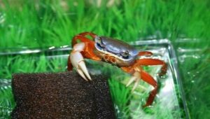 Akvārija krabji: sugas, barošana un uzturēšana