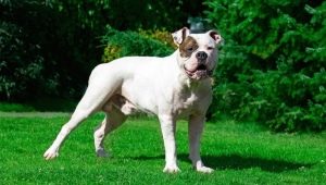 Bulldog americà: descripció de la raça, caràcter i contingut