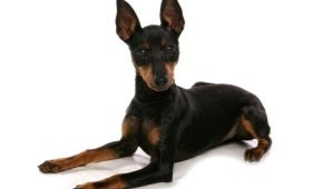 English Toy Terrier: penerangan baka dan penjagaan anjing