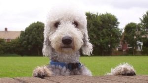 Bedlington Terrier: وصف ومحتوى السلالة