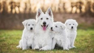 الكلاب البيضاء: سمات الألوان والسلالات الشعبية