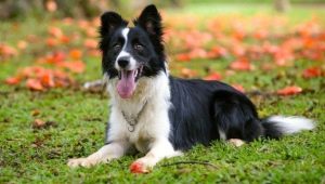 Border Collie: breed description and cultivation