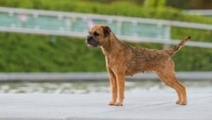 Border Terrier: deskripsi breed, asuhan dan pemeliharaan