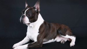 Boston Terrier: descripció de la raça, colors, alimentació i cura
