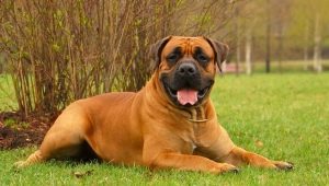 Boerboel: features of the breed and the rules of its maintenance