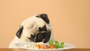 Apa dan bagaimana untuk memberi makan anak anjing?